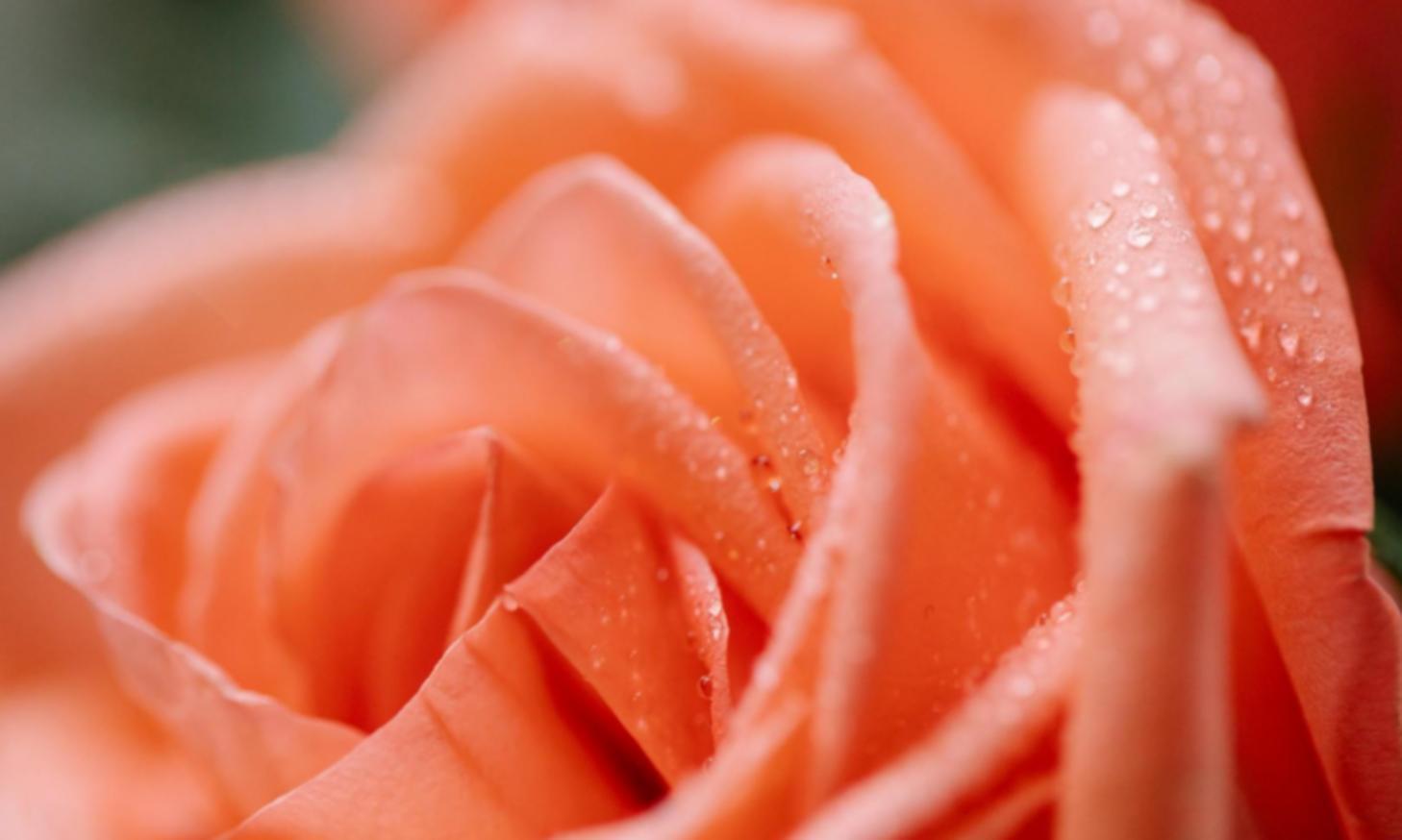 Düğün buketi tasarım projesi örneği